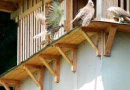 Falcons Mohr falconry