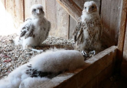 Falcons Mohr falconry