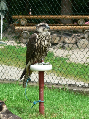 Falcons Mohr - gyr-peregrine falcon female