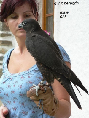 Falcons Mohr - gyr-peregrine falcon male