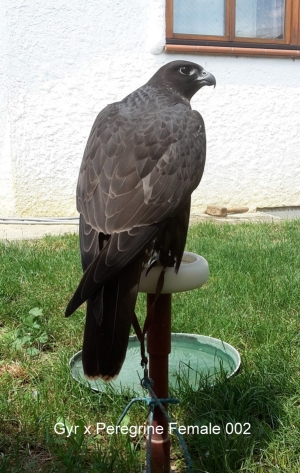 Falcons Mohr - gyr-peregrine falcon female