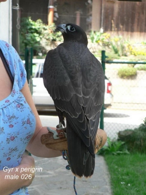 Falcons Mohr - saker falcon female