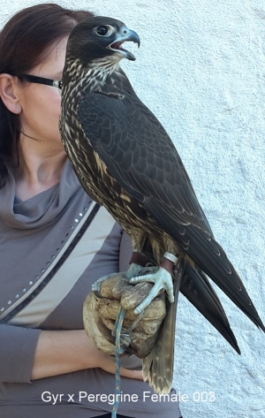 Falcons Mohr - gyr-peregrine falcon female