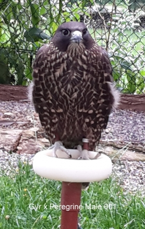 Falcons Mohr - gyr-peregrine falcon female