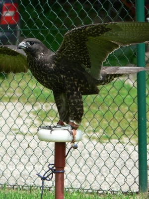 Falcons Mohr - gyr-peregrine falcon female