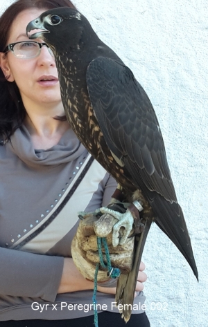 Falcons Mohr - gyr-peregrine falcon female