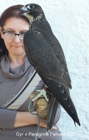 Falcons Mohr - gyr-peregrine falcon female