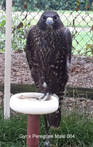 Falcons Mohr - gyr-peregrine falcon female