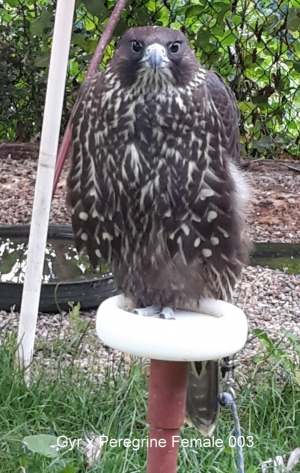 Falcons Mohr - gyr-peregrine falcon female