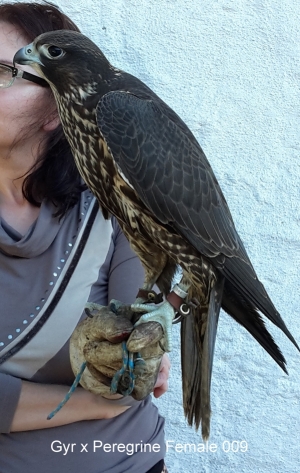 Falcons Mohr - gyr-peregrine falcon female