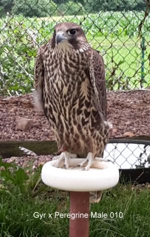 Falcons Mohr - gyr-peregrine falcon female