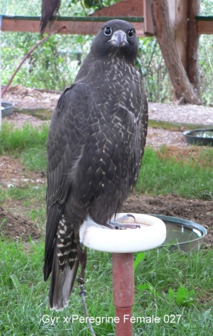 Falcons Mohr - gyr-peregrine falcon female