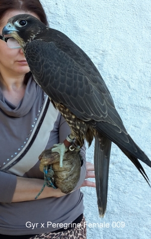 Falcons Mohr - gyr-peregrine falcon female