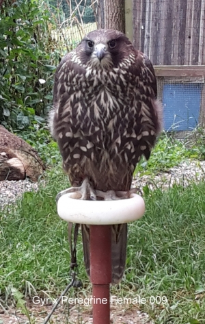 Falcons Mohr - gyr-peregrine falcon female