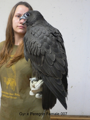 Falcons Mohr - gyr-peregrine falcon female