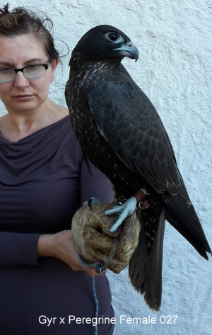 Falcons Mohr - gyr-peregrine falcon female