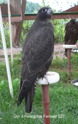 Falcons Mohr - gyr-peregrine falcon female