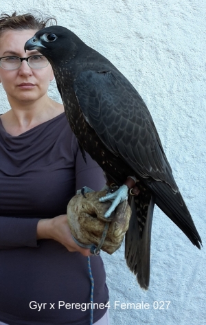 Falcons Mohr - gyr-peregrine falcon female