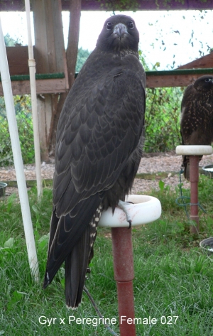 Falcons Mohr - gyr-peregrine falcon female