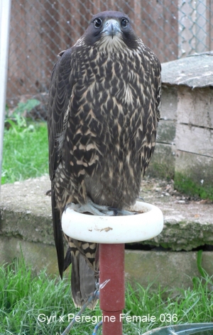 Falcons Mohr - gyr-peregrine falcon female