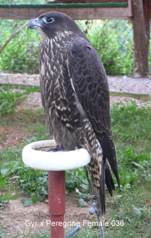 Falcons Mohr - gyr-peregrine falcon female