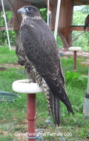 Falcons Mohr - gyr-peregrine falcon female