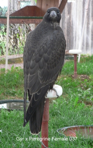 Falcons Mohr - gyr-peregrine falcon female