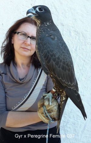 Falcons Mohr - gyr-peregrine falcon female