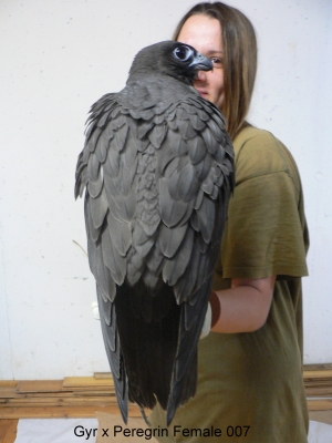 Falcons Mohr - gyr-peregrine falcon female