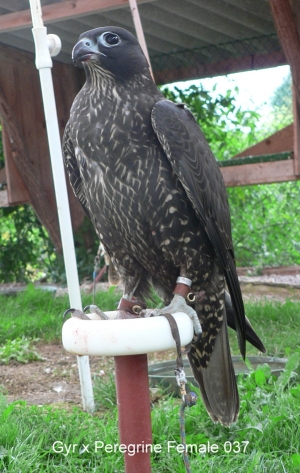 Falcons Mohr - gyr-peregrine falcon female