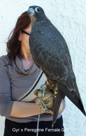 Falcons Mohr - gyr-peregrine falcon female