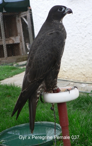 Falcons Mohr - gyr-peregrine falcon female