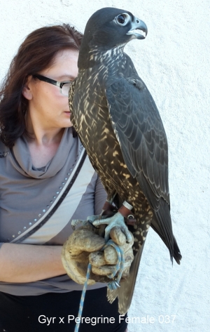 Falcons Mohr - gyr-peregrine falcon female