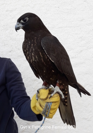 Falcons Mohr - gyr-peregrine falcon female