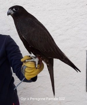 Falcons Mohr - gyr-peregrine falcon female