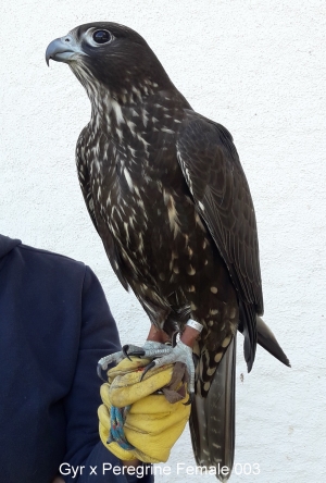 Falcons Mohr - gyr-peregrine falcon female