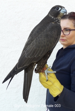 Falcons Mohr - gyr-peregrine falcon female