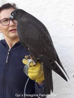 Falcons Mohr - gyr-peregrine falcon female