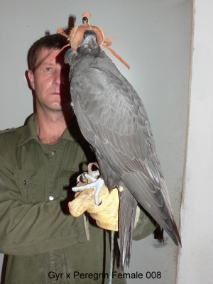 Falcons Mohr - gyr-peregrine falcon female