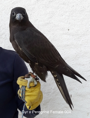 Falcons Mohr - gyr-peregrine falcon female