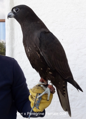 Falcons Mohr - gyr-peregrine falcon female