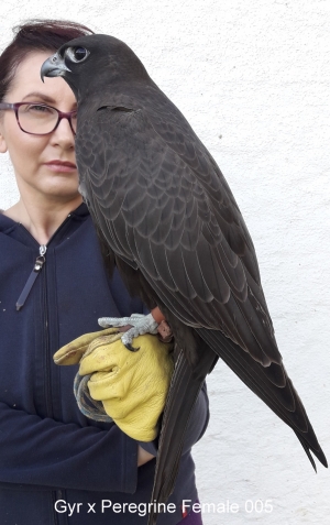 Falcons Mohr - gyr-peregrine falcon female