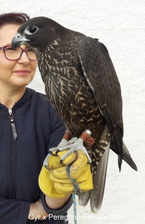 Falcons Mohr - gyr-peregrine falcon female