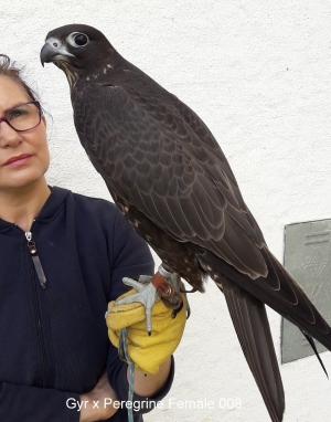 Falcons Mohr - Gerwanderfalke weiblich