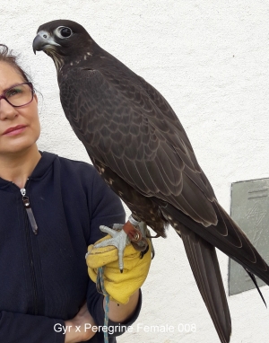 Falcons Mohr - gyr-peregrine falcon female