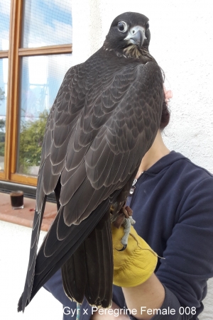 Falcons Mohr - gyr-peregrine falcon female