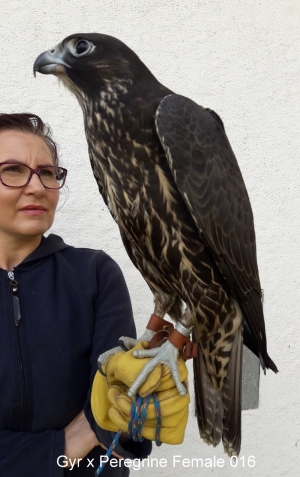 Falcons Mohr - gyr-peregrine falcon female