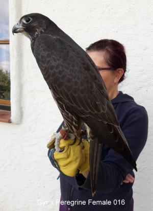 Falcons Mohr - gyr-peregrine falcon female