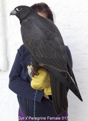 Falcons Mohr - gyr-peregrine falcon female