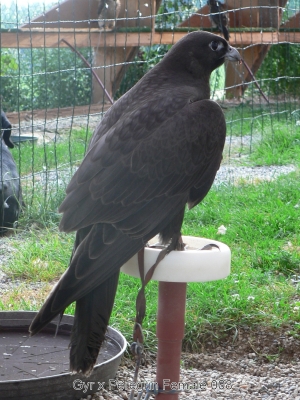 Falcons Mohr - gyr-peregrine falcon female